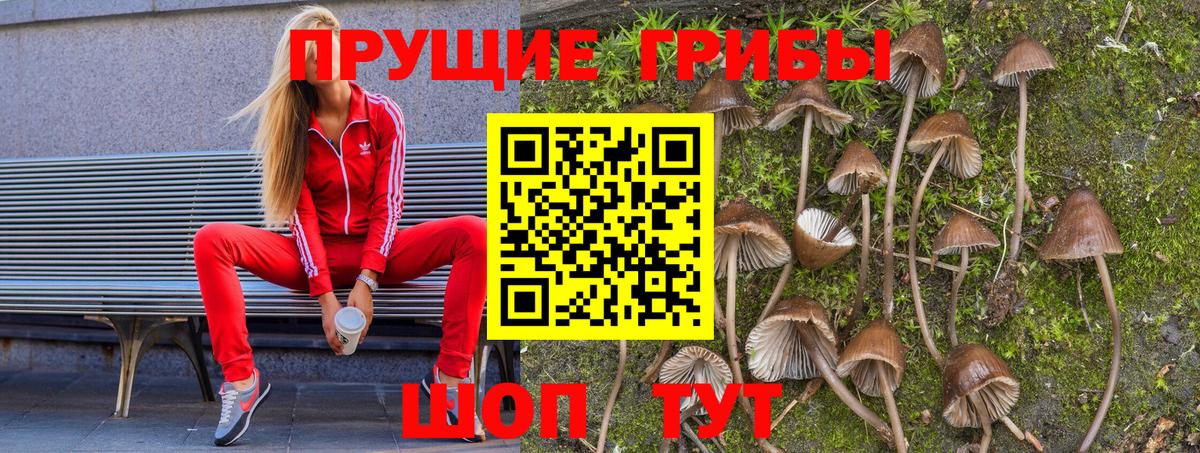 Псилоцибиновые грибы Cubensis Сокол